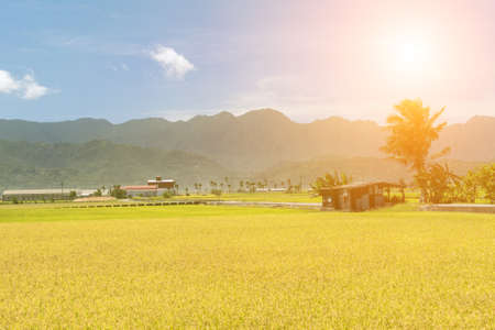 Rural scenery with golden paddy rice farm in Hualien, Taiwan, Asia.の写真素材