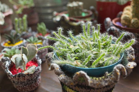 succulent plant pot in the houseの写真素材
