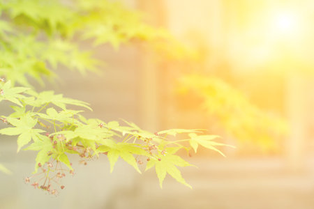 Green maple tree and leaves with japanese style building at Osaka, Japan.の写真素材