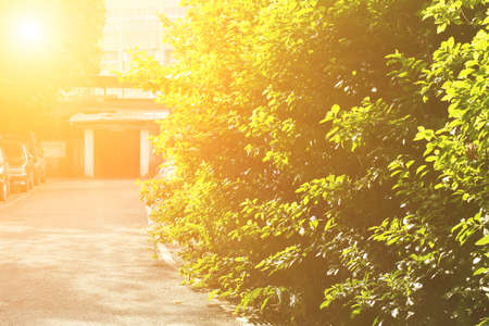 Red door house with green trees leave in morning in Taiwan, Asia.の写真素材