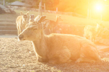 One male deer kneeling on the grass, behind a group of deers.の写真素材