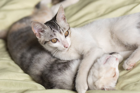 little newborn cat sleep on bed with her family
