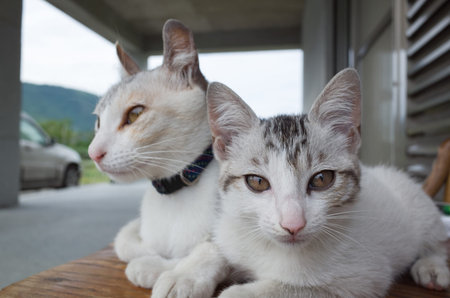 little baby cat with her mother
