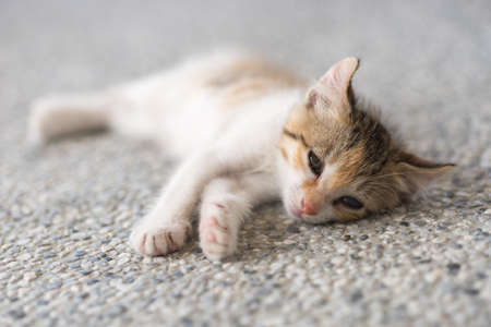 little newborn cat sleep, close up imageの写真素材