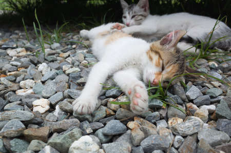 little cat with her sisterの写真素材