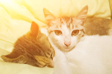 cute domestic little cat lying on bed with her familyの写真素材