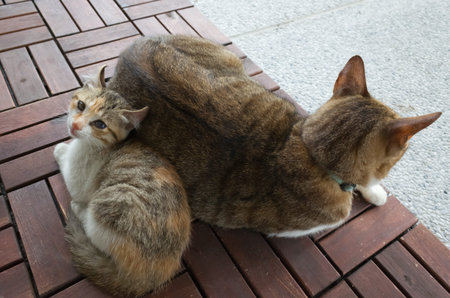 little baby cat with her mother