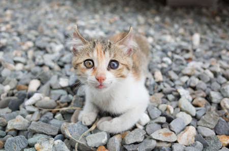 cute baby cat lying on groundの写真素材