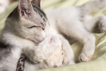 little newborn cat sleep on bed with her familyの写真素材