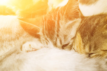 mother cat breastfeeding her child, close up imageの写真素材