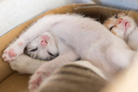 little newborn cat sleep, close up imageの写真素材