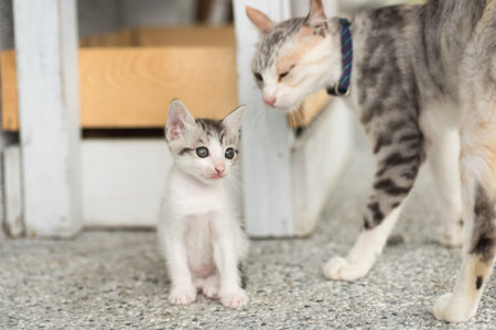 little baby cat with her mother