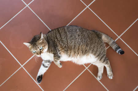 fat domestic cat at homeの写真素材