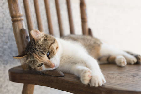 little cat sleep on chairの写真素材