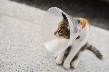 little cat with Elizabethan collar after spay surgeryの写真素材