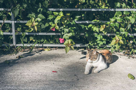 cat play in the garden in outdoorの写真素材