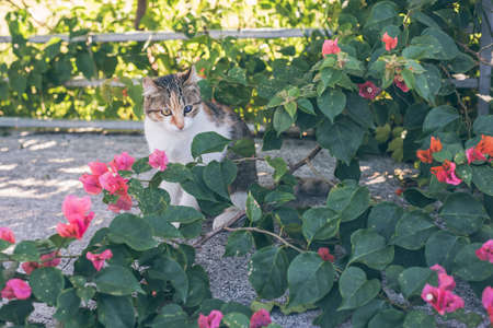 cat play in the garden in outdoorの写真素材