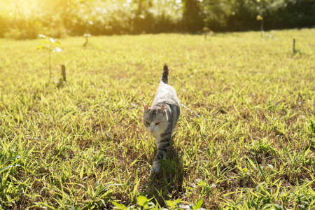 cat walk on the grassland under sunbeam in outdoorの写真素材