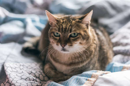 unhappy fat tabby cat look at youの写真素材