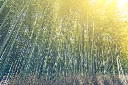 Bamboo forest with sky at Arashiyama, Kyoto, Japan.の写真素材