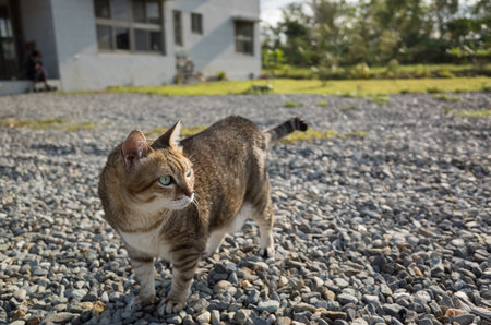 domestic cat walk in the outside