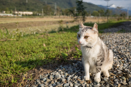 cat sit on the grassland in the outdoorの写真素材