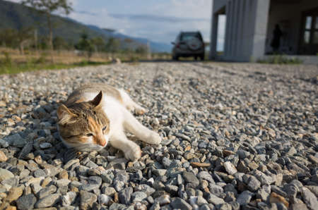 little cat in the outdoorの写真素材