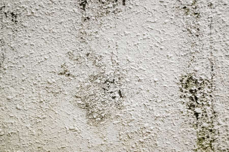 gray white grunge cement wall with mossの写真素材