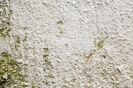 gray white grunge cement wall with moss
