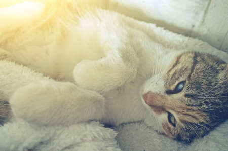 cute little cat sleep on the small bedの写真素材