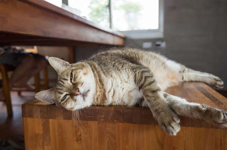lazy tabby cat sleep on a chair at homeの写真素材