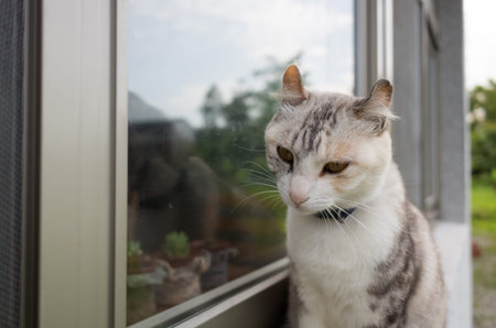 cats walk on the window in outdoor