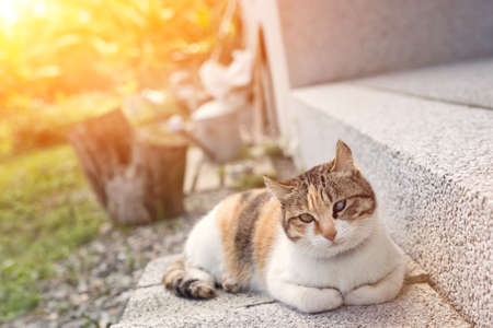 young little cat sit on stone in the outdoorの写真素材