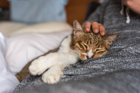 tabby cat sleep by a woman on bedの写真素材
