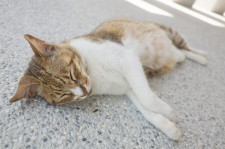 domestic cat sleep on the groundの写真素材