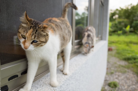 cats walk on the window in outdoor