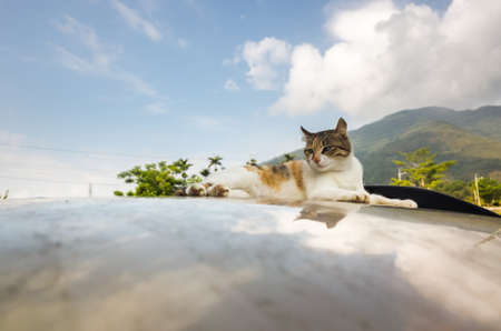 cat on a car in the outdoorの写真素材