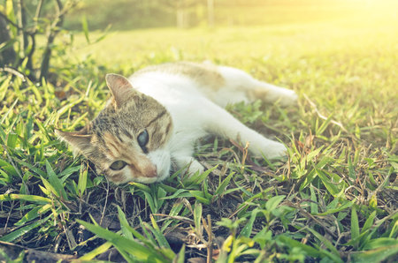 little cat in the grasslandの写真素材