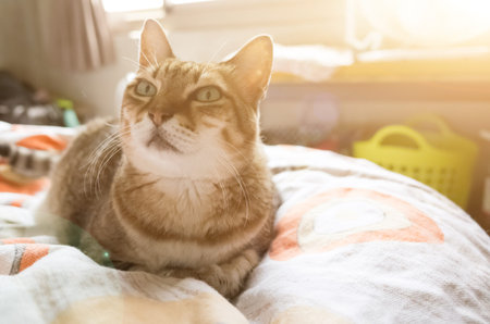 unhappy fat tabby cat look at you