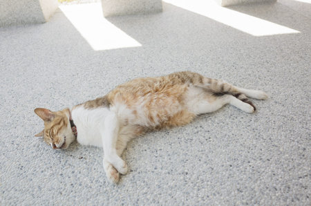domestic cat sleep on the groundの写真素材