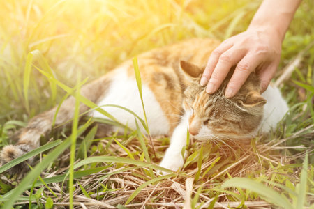 woman touch a cat in the outdoorの写真素材