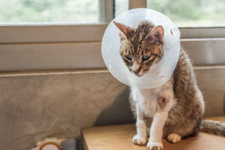 old sickness cat with Elizabethan collar at homeの写真素材