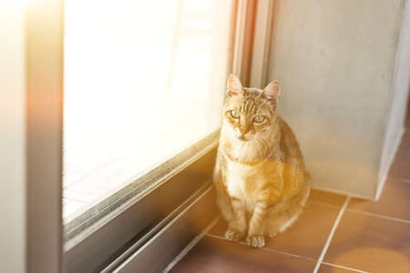 cat at home, fat tabby cat in the houseの写真素材