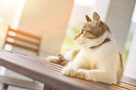 single young cat, wait and sit on a table in the outdoorの写真素材
