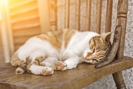 young cat sleep on a chair in the outsideの写真素材