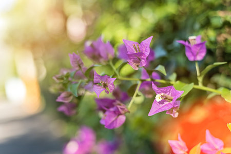 purple bougainvillea flowers in the outdoor