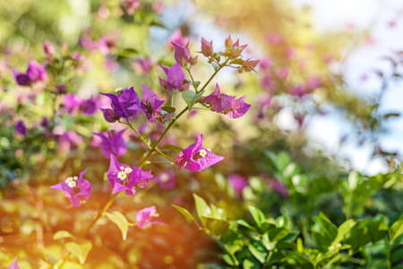purple bougainvillea flowers in the outdoorの写真素材