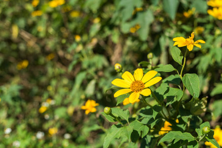 yellow flower of Tithonia???Mexican Sunflower in the outdoor