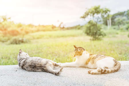 two cat family, young kitty and her mother in the outdoorの写真素材