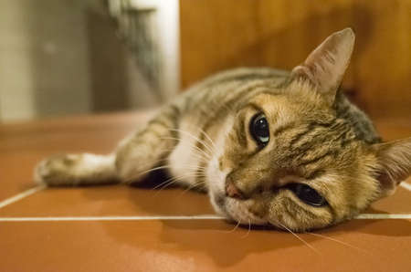 lazy tabby cat lying on ground at homeの写真素材